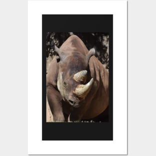 Black Rhino Posters and Art